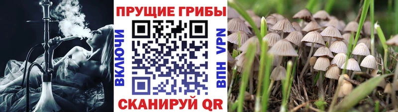 площадка Telegram  OMG ссылки  Можга  Псилоцибиновые грибы мицелий 